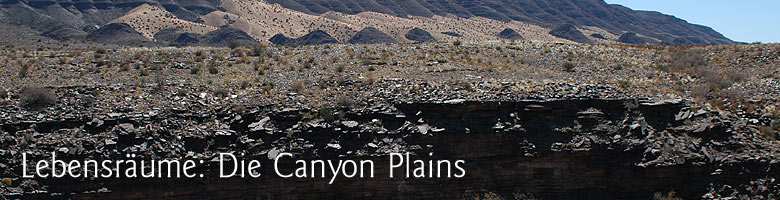 Lebensrume: Die Canyon Plains