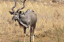 Kudu Antelope