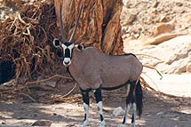 Oryx Antelope