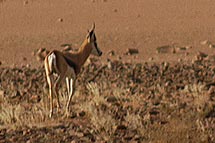 Springbok