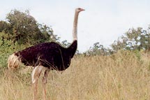 Vogelstrauss