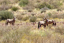 Oryx Antilopen