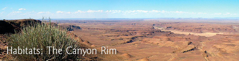 Habitats: The Canyon Rim