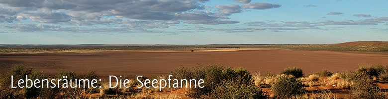 Lebensrume: Die Seepfanne